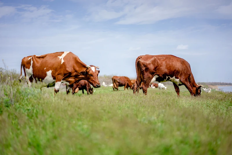 Коровы едят траву