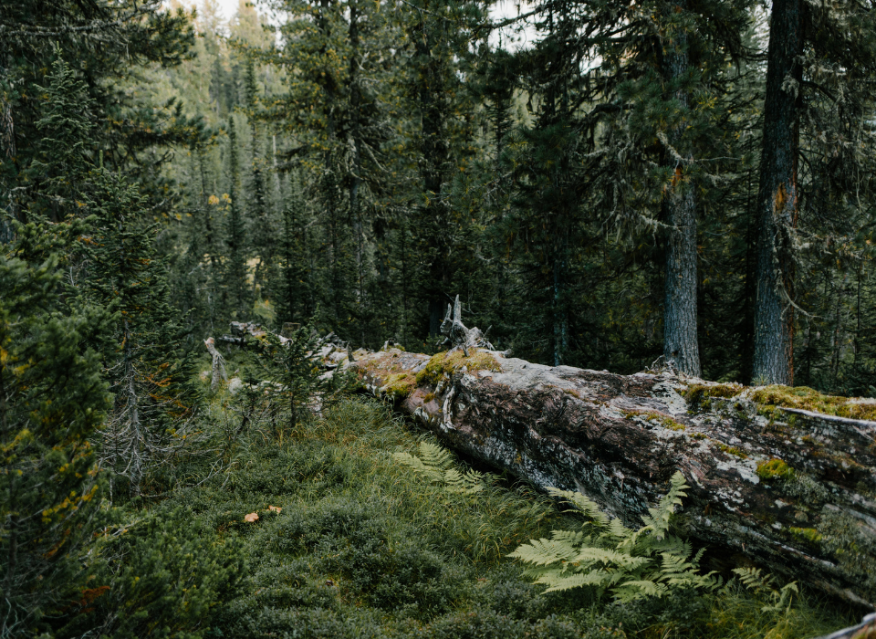 фото лесной пейзаж 9