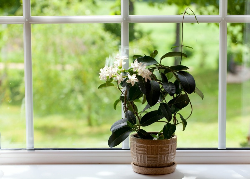 6 вьющихся растений, которые вы можете легко вырастить в квартире