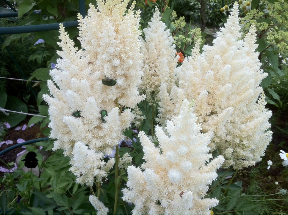 Астильба - роскошное украшение тенистого сада, цветок для лентяев