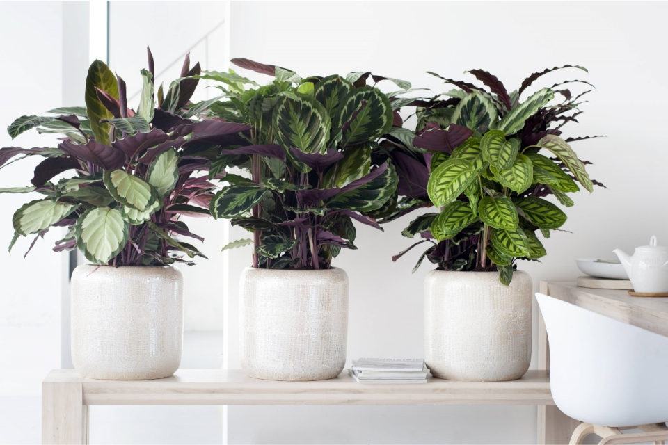 10 лучших комнатных растений, о которых должны знать все любители дизайна интерьера