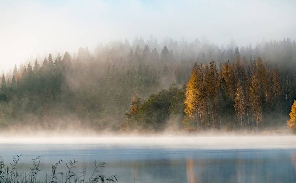 33 yi-vid-na-ozero-pod-derev-ami-v-tumannuu-pogodu.jpg