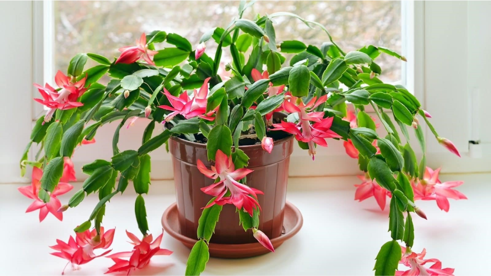 Пуансеттия домашняя: как ухаживать за цветком, чтобы он рос круглый год