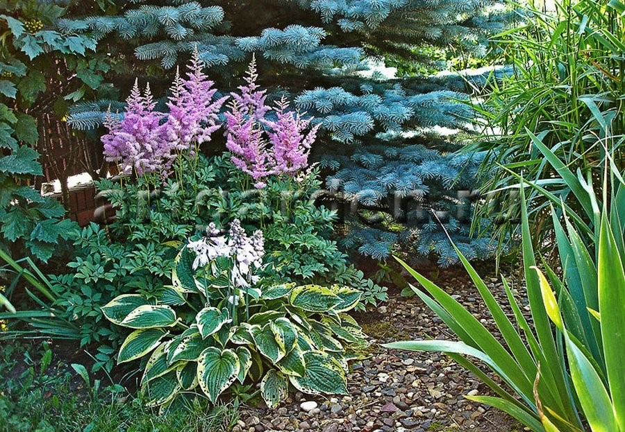 Астильба в ландшафтном дизайне сада, на даче, в цветнике – фото