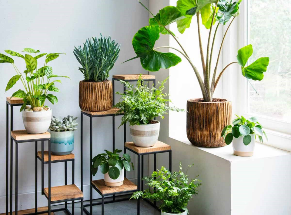 Эстетика комнатных растений в интерьере | Домовой