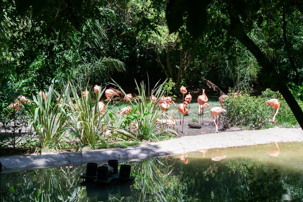 5 flamingos-resting-shallow-pool-sunny-day.jpg
