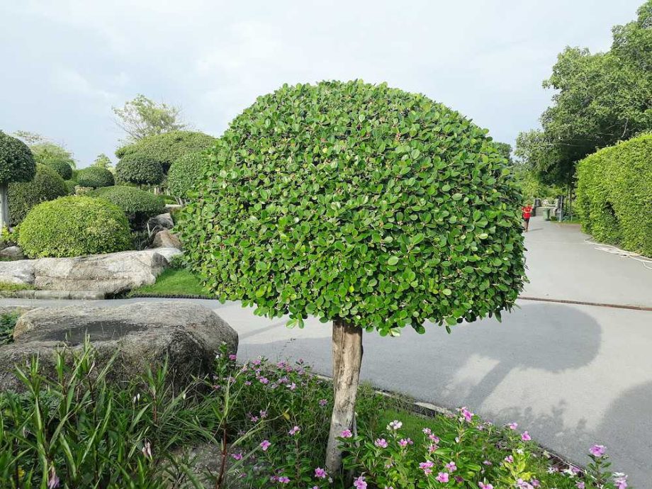 15 -neba_1.jpg