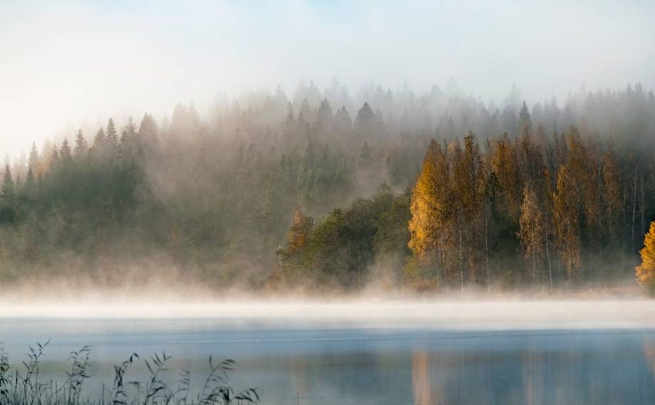 33 yi-vid-na-ozero-pod-derev-ami-v-tumannuu-pogodu.jpg